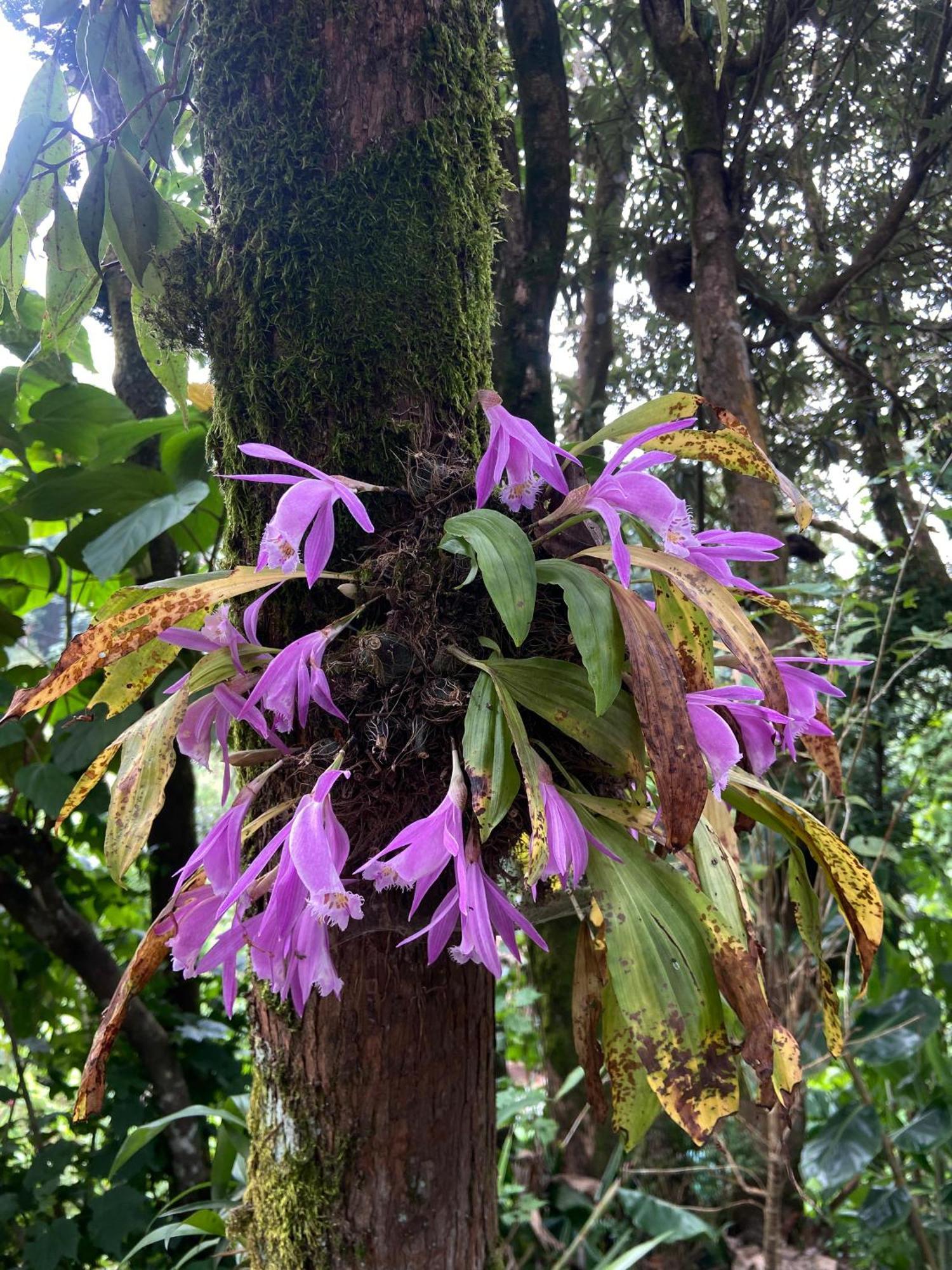 Magnolia Farmhouse And Homestay Darjeeling  Dış mekan fotoğraf